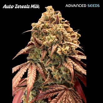 Auto Zerealz Milk (Advanced Seeds) Feminiserede
