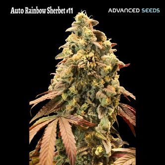 Auto Rainbow Sherbet 11 (Advanced Seeds) Feminiserede