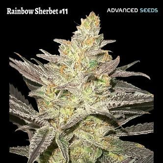 Rainbow Sherbet 11 (Advanced Seeds) Feminiserede cannabisfr&oslash;