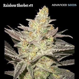 Rainbow Sherbet #11 (Advanced Seeds) Feminiserede