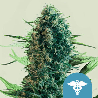 Royal Medic (Royal Queen Seeds) feminiserede cannabisfr&oslash;
