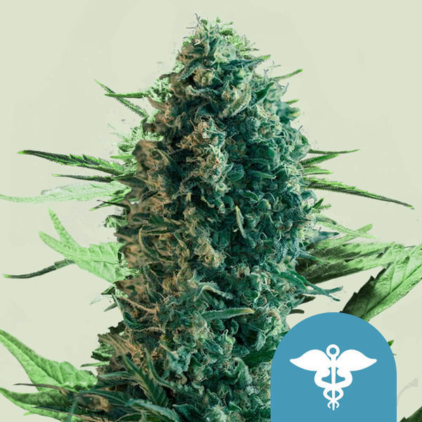 Royal Medic (Royal Queen Seeds) Feminiserede