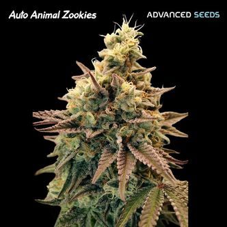 Auto Animal Zookies (Advanced Seeds) Feminiserede