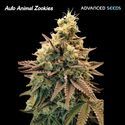 Auto Animal Zookies (Advanced Seeds) Feminiseret