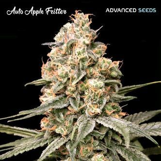 Auto Apple Fritter (Advanced Seeds) Feminiserede