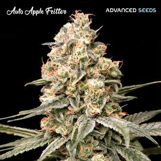Auto Apple Fritter (Advanced Seeds) Feminiserede