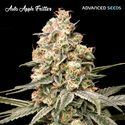 Auto Apple Fritter (Advanced Seeds) Feminiserede