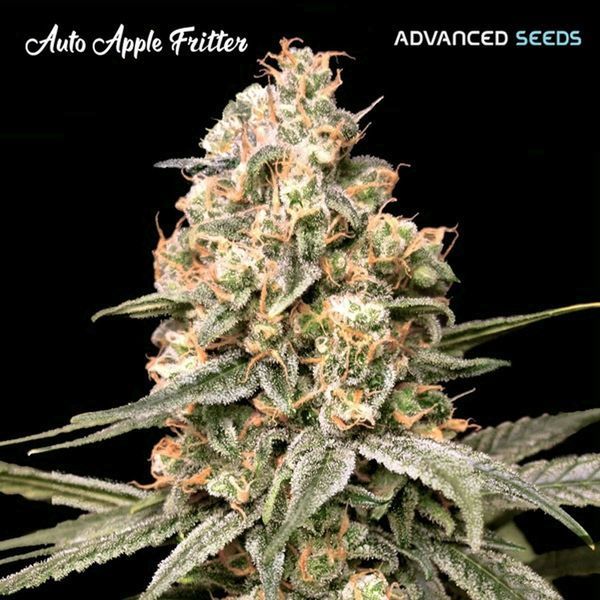 Auto Apple Fritter (Advanced Seeds) Feminiserede
