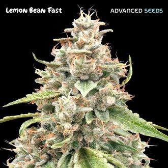 Lemon Bean Fast (Advanced Seeds) Feminiserede