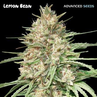 Lemon Bean (Advanced Seeds) Feminiserede