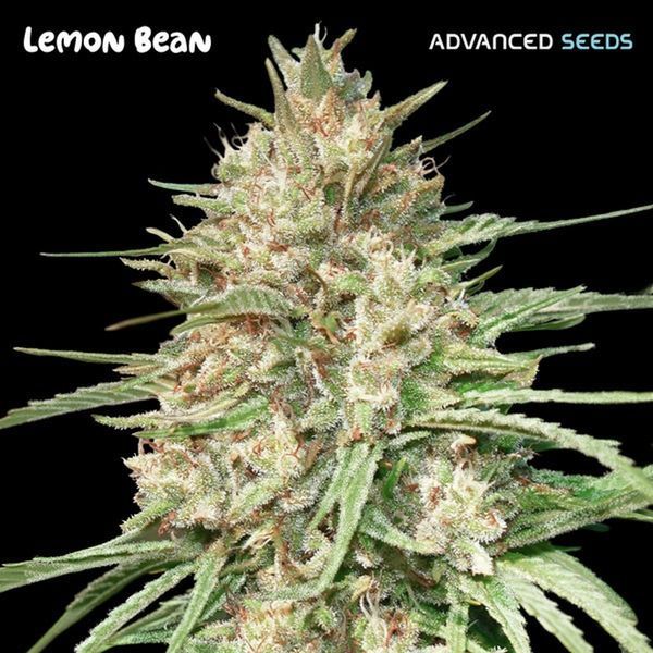 Lemon Bean (Advanced Seeds) Feminiserede
