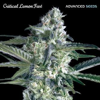 Critical Lemon Fast (Advanced Seeds) feminiserede cannabisfr&oslash;
