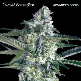 Critical Lemon Fast (Advanced Seeds) Feminiserede