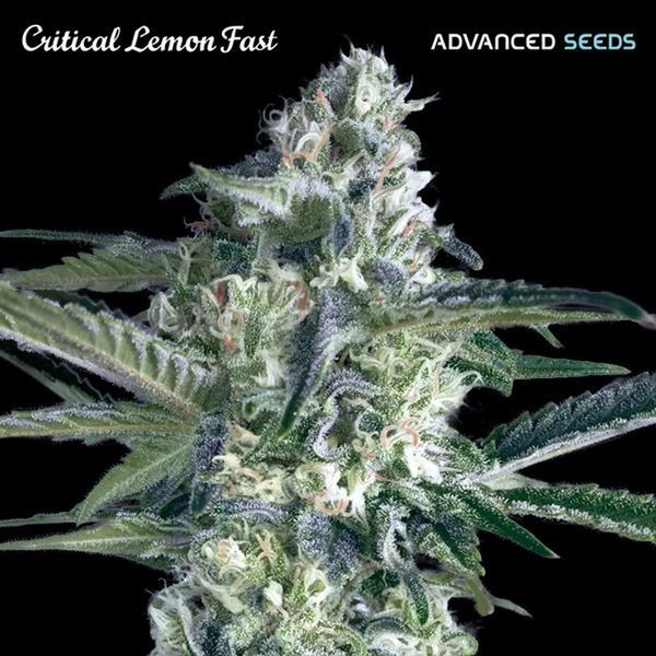 Critical Lemon Fast (Advanced Seeds) Feminiserede