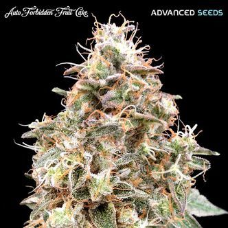 Auto Forbidden Fruit Cake (Advanced Seeds) feminiserede cannabisfr&oslash;