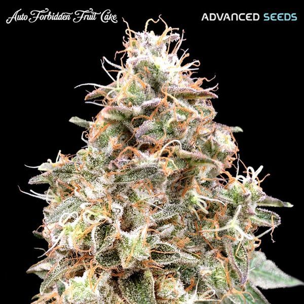 Auto Forbidden Fruit Cake (Advanced Seeds) Feminiserede