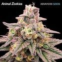 Animal Zookies (Advanced Seeds) Feminiserede