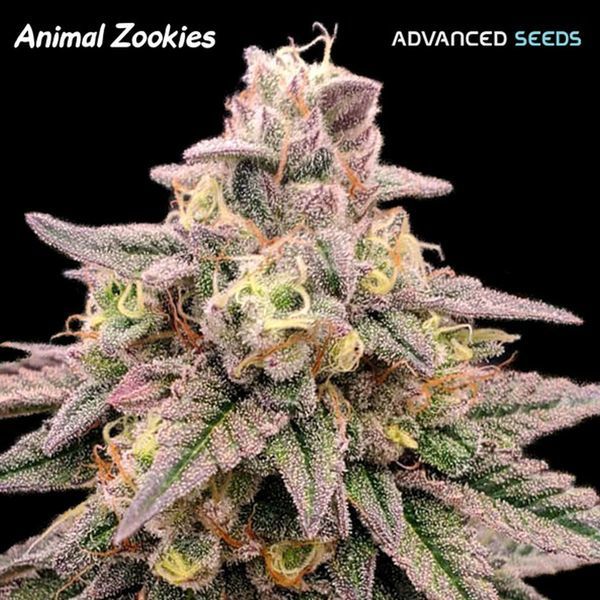 Animal Zookies (Advanced Seeds) Feminiserede
