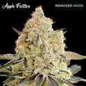 Apple Fritter (Advanced Seeds) Feminiserede