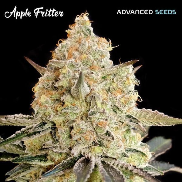 Apple Fritter (Advanced Seeds) Feminiserede