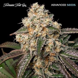 Forbidden Fruit Cake (Advanced Seeds) Feminiseret