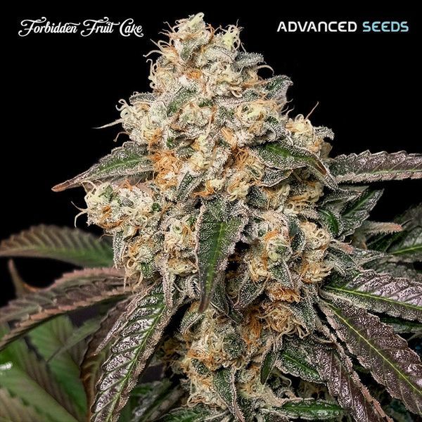 Forbidden Fruit Cake (Advanced Seeds) Feminiserede