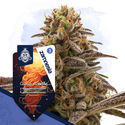 Galactic Delights-pakke - Autoflower-sorter