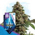 Galactic Delights-pakke - Autoflower-sorter