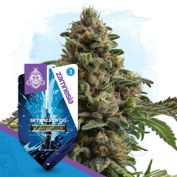 Galactic Delights-pakke - Autoflower-sorter