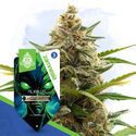 Galactic Delights-pakke - Autoflower-sorter