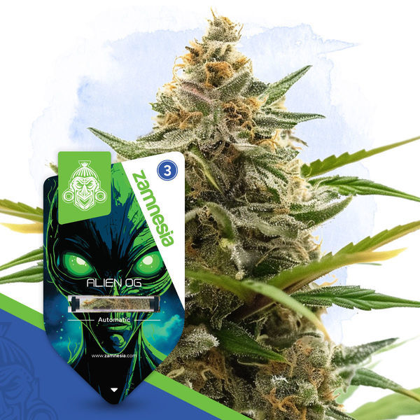 Galactic Delights-pakke - Autoflower-sorter