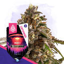 Galactic Delights-pakke - Autoflower-sorter
