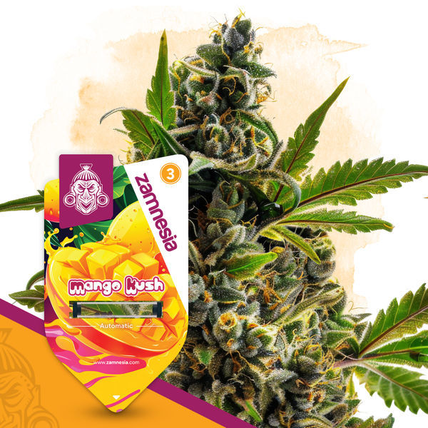 Club Tropicana-pakke - Autoflower sorter
