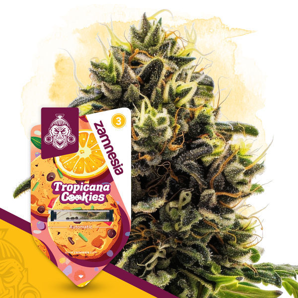 Club Tropicana-pakke - Autoflower sorter