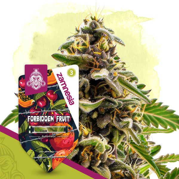 Club Tropicana-pakke - Autoflower sorter
