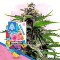 Club Tropicana-pakke - Autoflower sorter