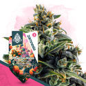 Club Tropicana-pakke - Autoflower sorter