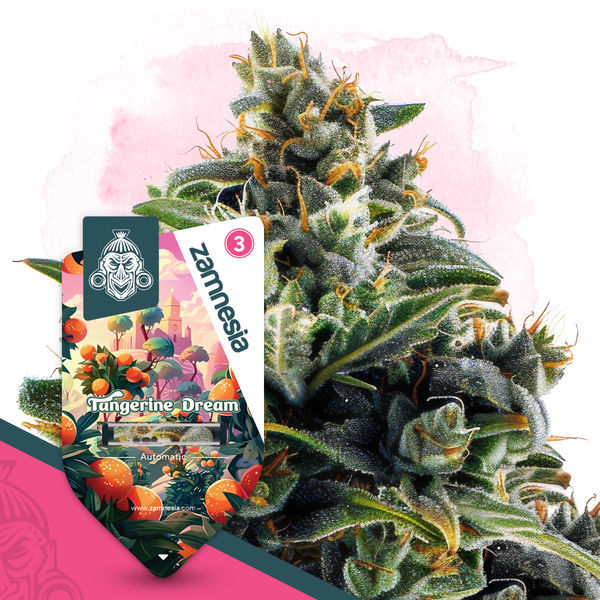 Club Tropicana-pakke - Autoflower sorter