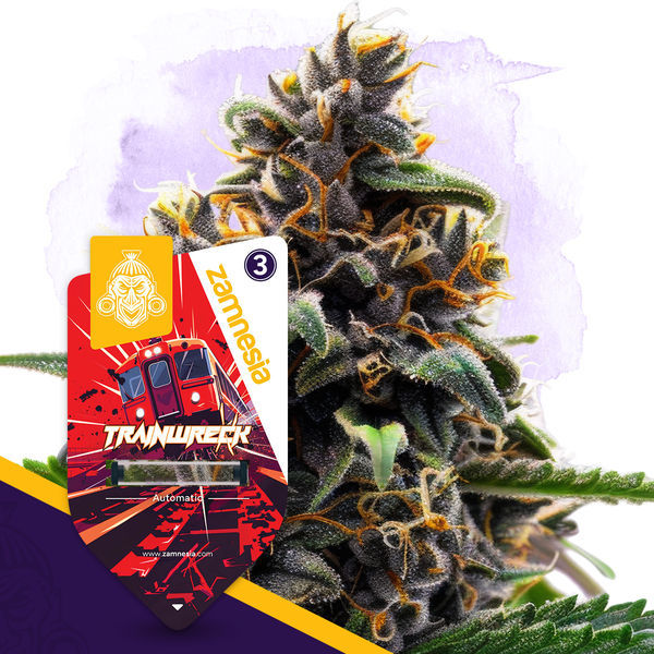 Klassiske legender-pakke - Autoflower sorter