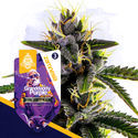 Klassiske legender-pakke - Autoflower sorter