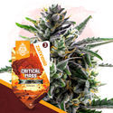 Klassiske legender-pakke - Autoflower sorter