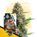 Wild Things-pakke - Autoflower-sorter