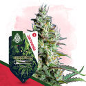 Wild Things-pakke - Autoflower-sorter