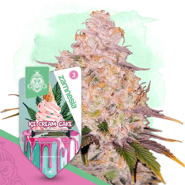 Dessertpakke - Autoflower sorter