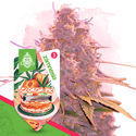 Dessertpakke - Autoflower sorter