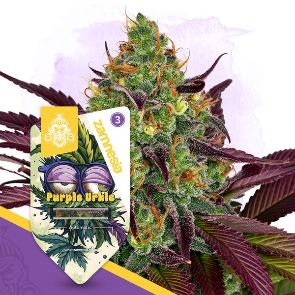 Sjældne perler-pakke - Autoflower sorter