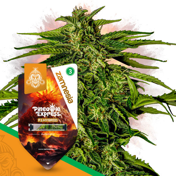 Super THC-pakke - F1 hybridfrø