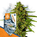 Super THC-pakke - F1 hybridfrø