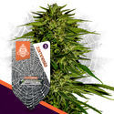 Super THC-pakke - F1 hybridfrø