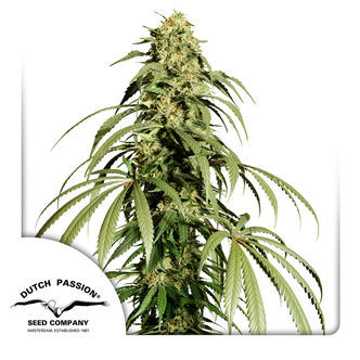 Ice Cream Haze (Dutch Passion) feminiserede cannabisfr&oslash;